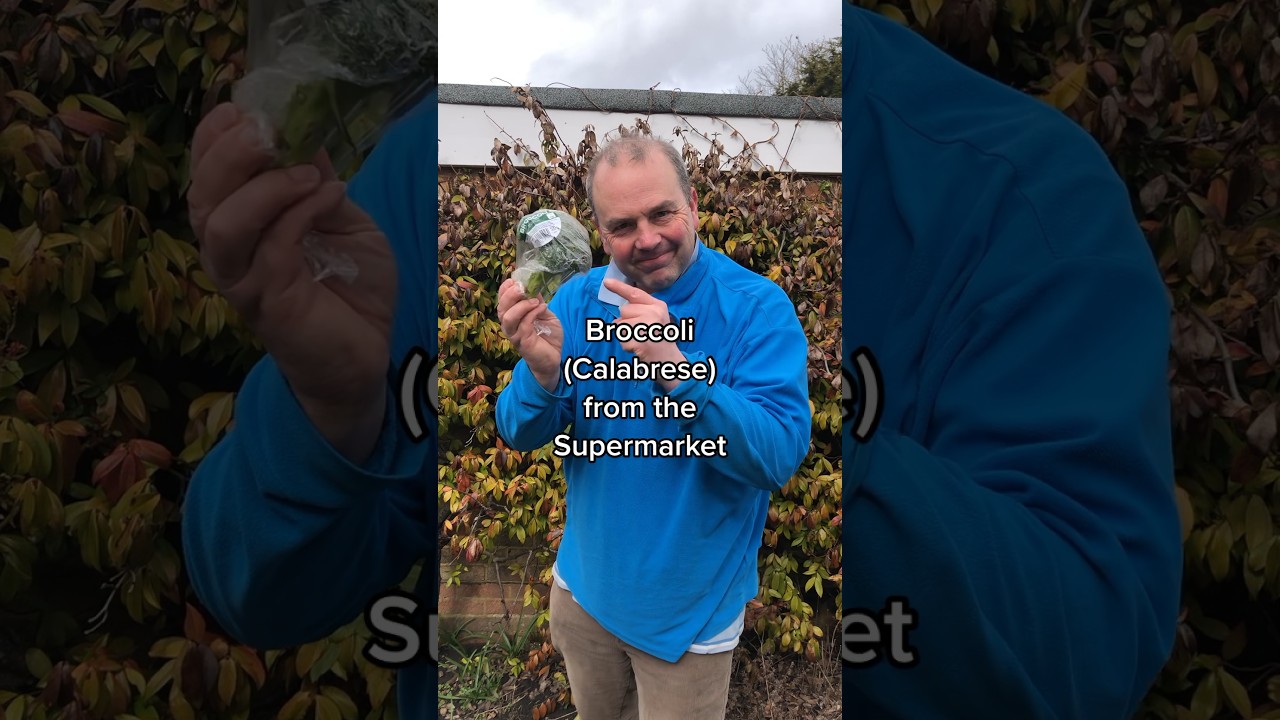 How to grow broccoli (calabrese) from the Supermarket #GrowYourGroceries #GrowYourOwn