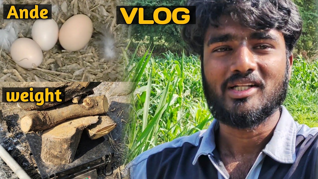 Morning Deworming & 7 Hens Laying Eggs 🥚 | Albomar Benefits | Full Farm Routine 🐔🌾 