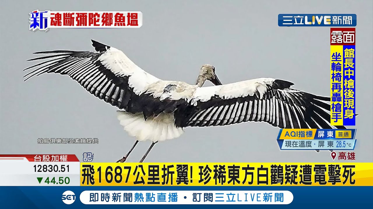 飛1687公里來台卻折翼！瀕危