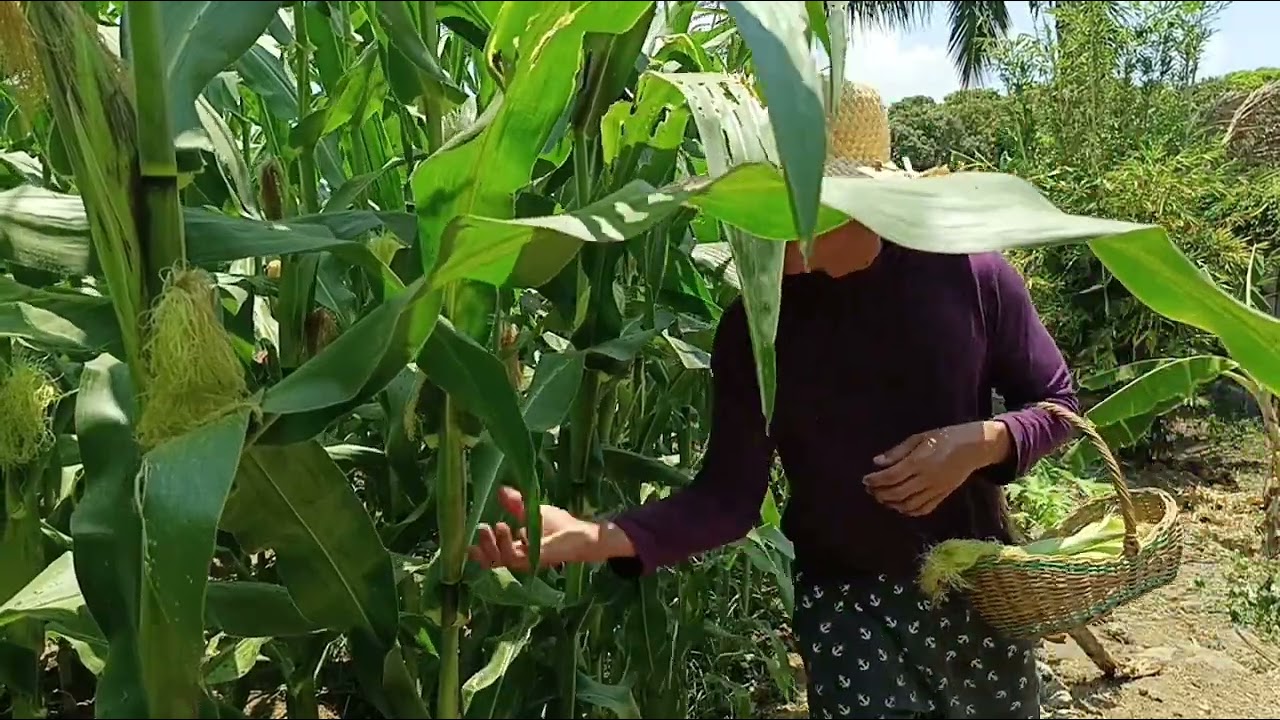 How to harvest young corn/paano mag ani ng young corn