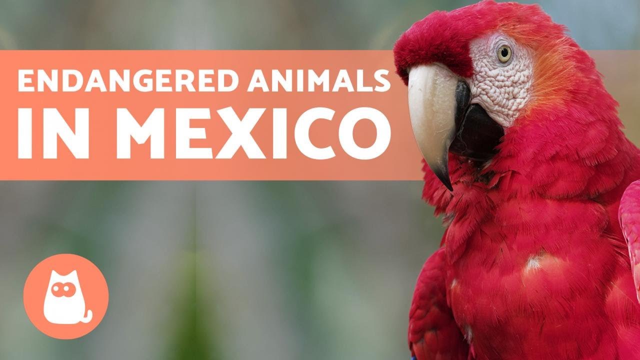 10 Animals in Danger of EXTINCTION in MEXICO