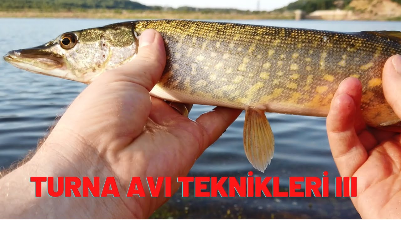 TURNA AVI -TURNA BALIĞI AVI TEKNİKLERİ  III