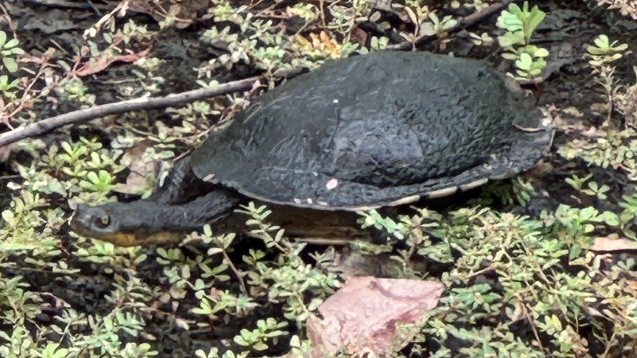 Snake necked turtle in The Ponds 