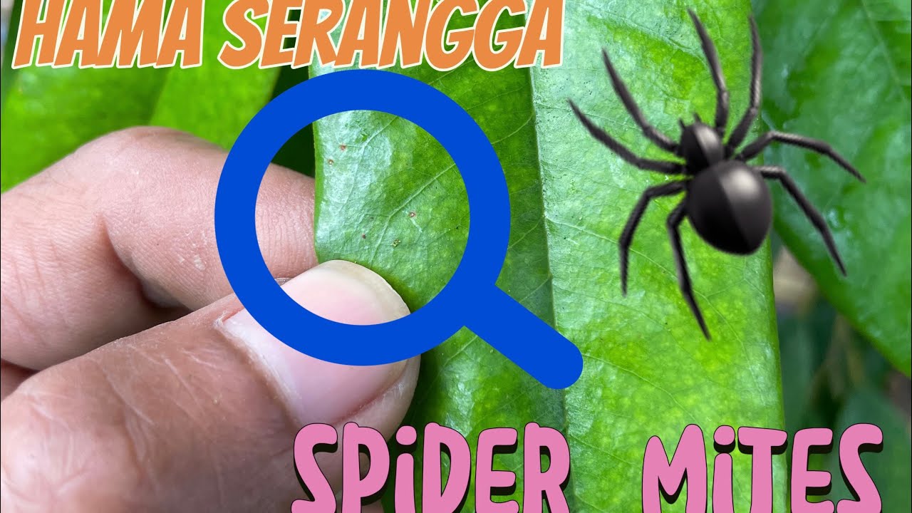 HAMA SERANGGA SPIDER MITE