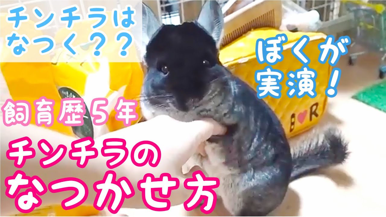 チンチラの懐かせ方を紹介！　チンチラってなつくの？チンチラ飼育歴約５年の飼い主が、実演しながらなつく方法を紹介します。【chinchilla】
