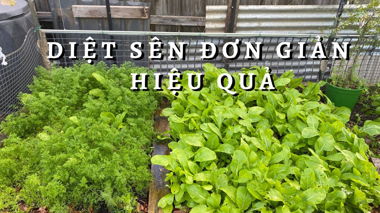 Diệt Sên Dùng Giấm và Muối Epsom Toan Trinh