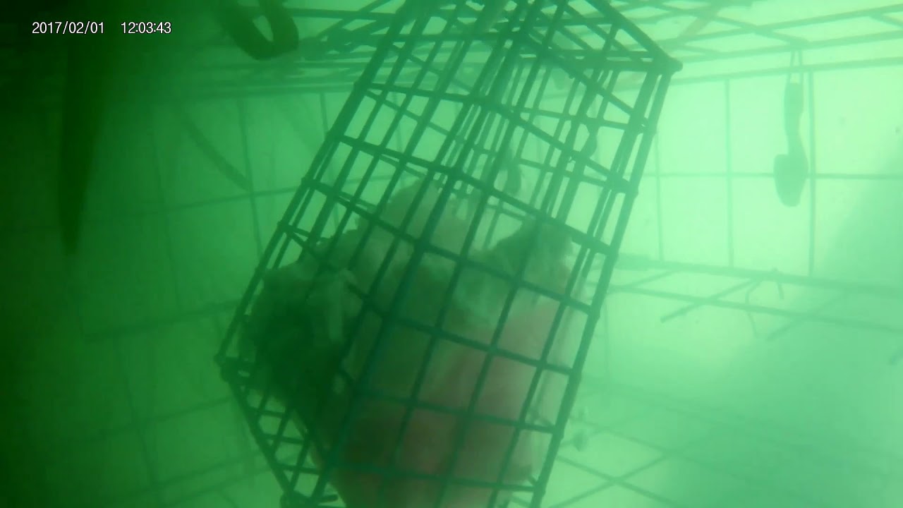 Crab trap underwater. There seems to be more than crabs trying to get in!