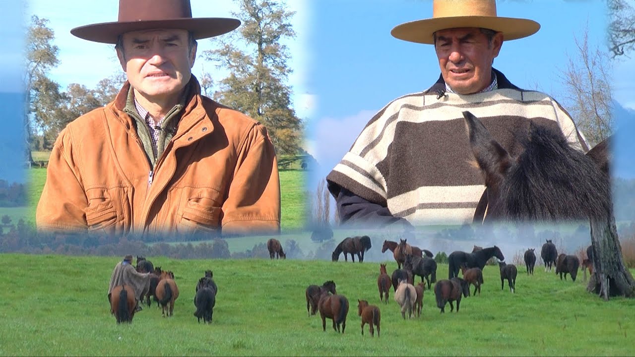 Sello de Raza Cap631 Resumen Santa Isabel