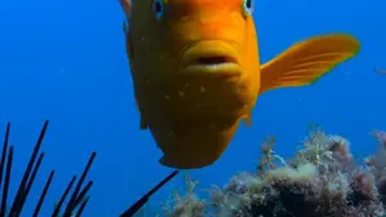 雀鲷--海底农夫，7秒的记忆里满是海胆 作为海底农民的雀鲷，和善于种菜的朋友们一样，心思全在田里雀鲷 雀鲷鱼 雀鲷鱼为什么清理海胆 万物可爱计划 动物世界
