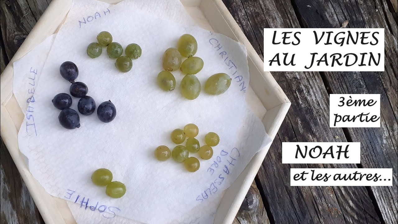 Encore une vigne interdite : Noah - Mes variétés de vignes - 3ème partie