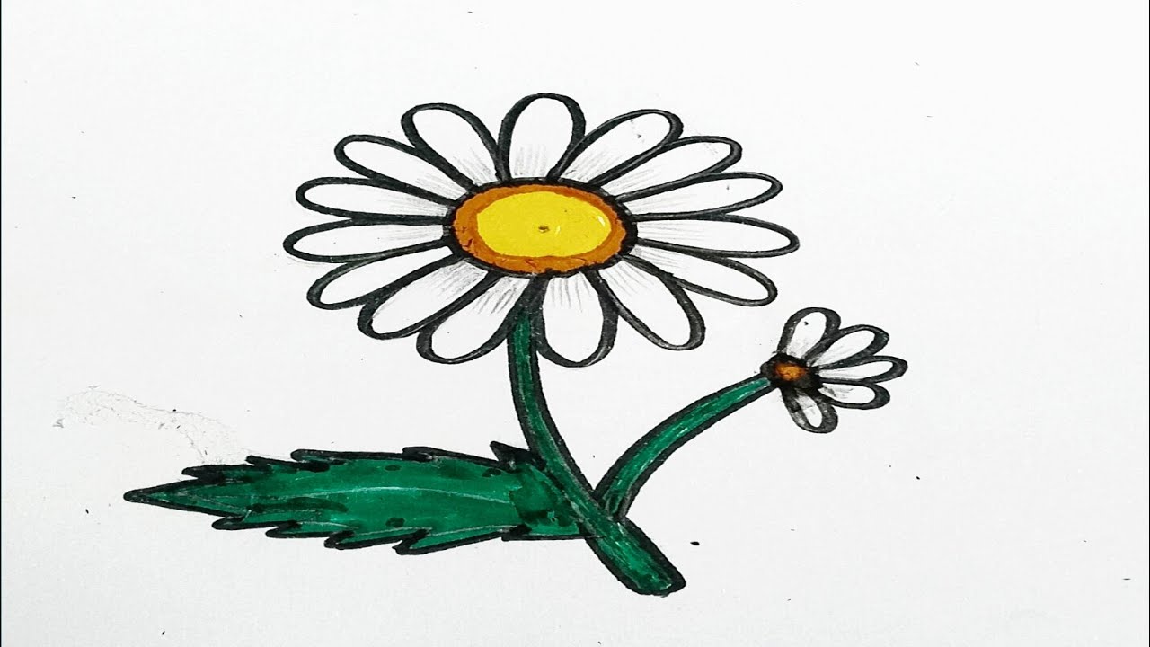 Beautiful Daisy Flower Drawing with pencil Colors || Easy Flower Drawing step by step 