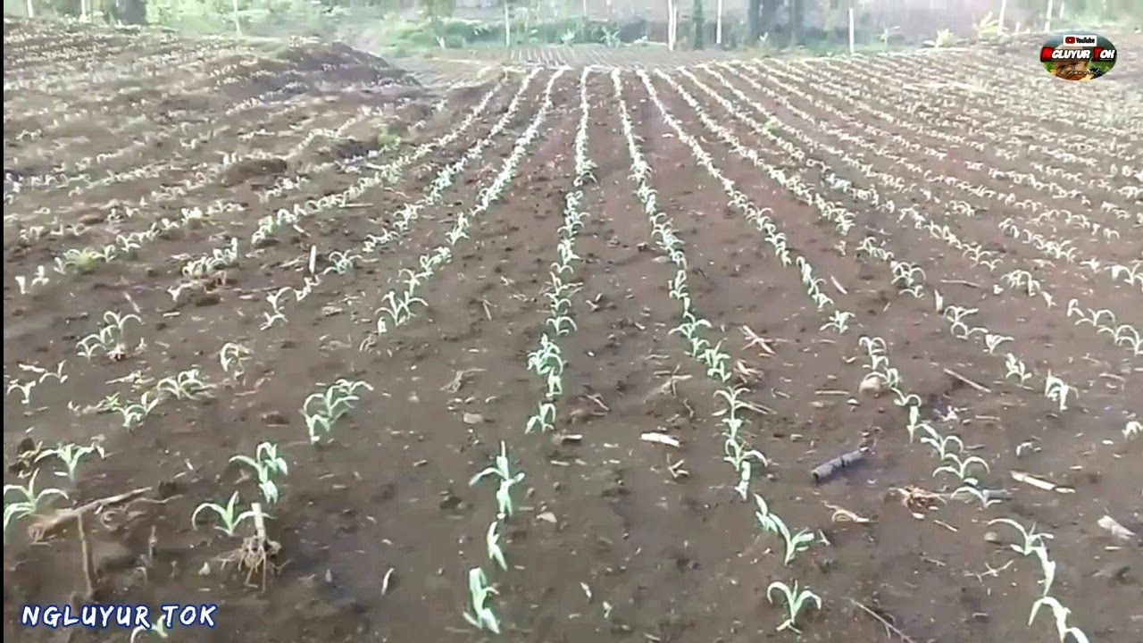 Begini Cara Tanam Jagung Dari Awal Tanam Hingga Panen
