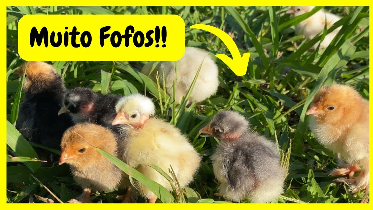Nasceu Pintinhos De Galinhas Ornamentais | Gutejando 