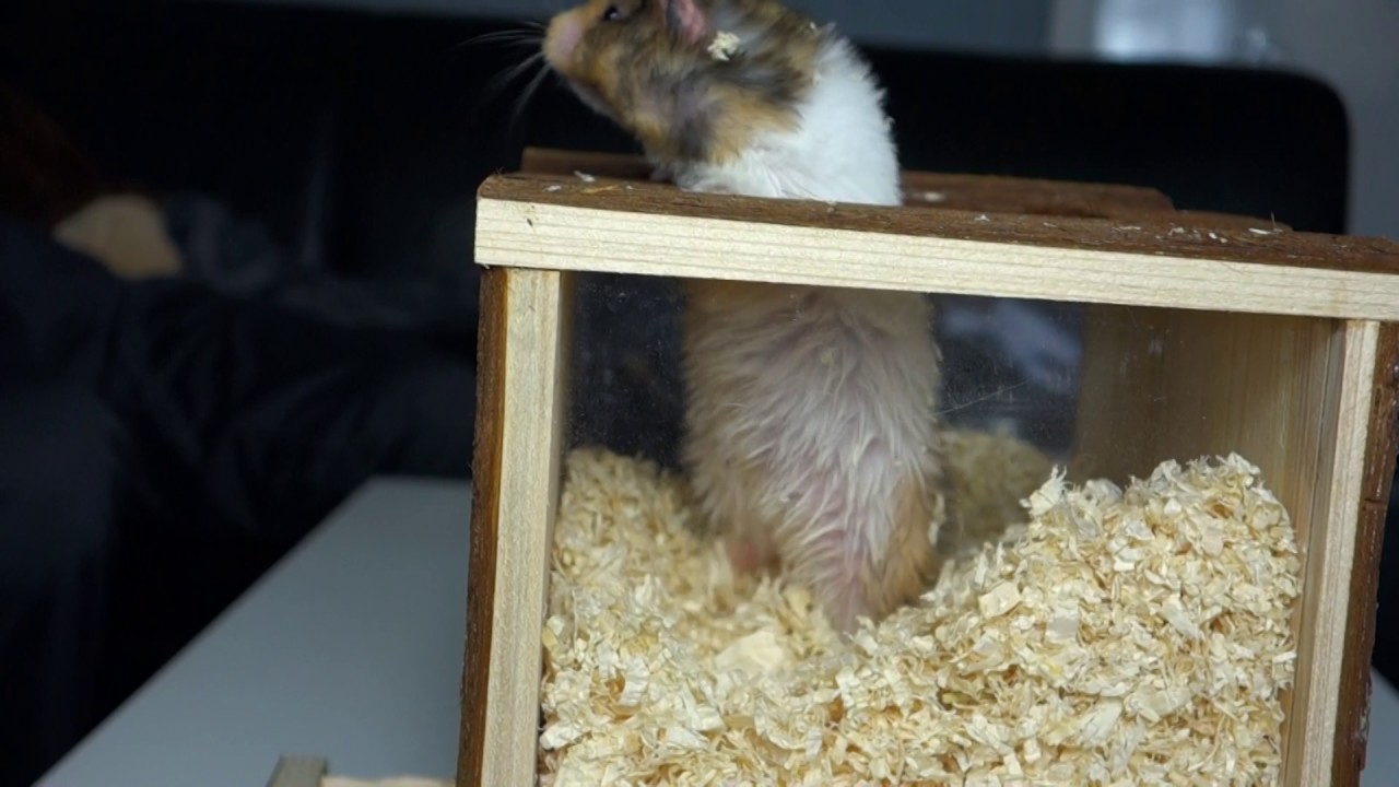 Hamster burrow fun in the digging tower | Akibu The Hamster