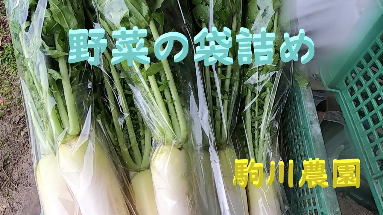 寒い朝　野菜の袋詰め　大根・人参・白菜袋詰め　目指せ100品目　邑南町　駒川農園　21.12.6