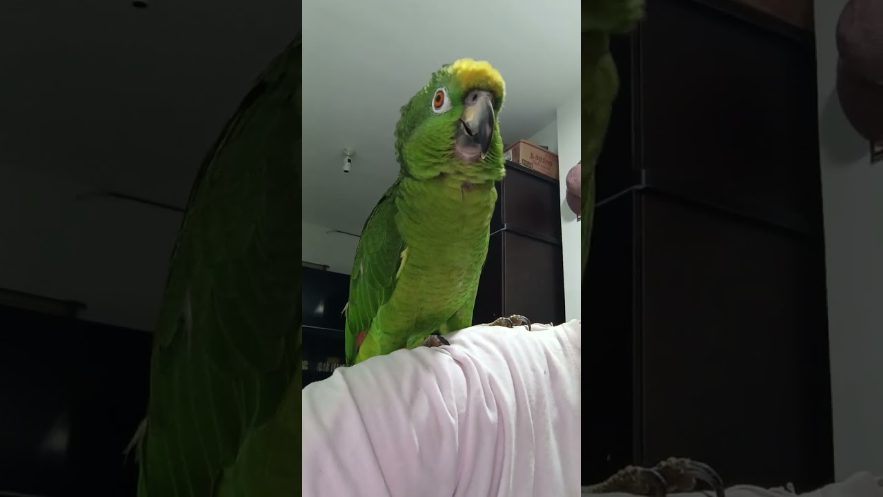 Hablando de la novia y política call mi hermoso loro 🦜