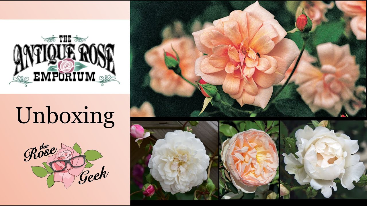 🌹 Antique Rose Emporium Unboxing | 2-gallon Potted Roses from New Owners