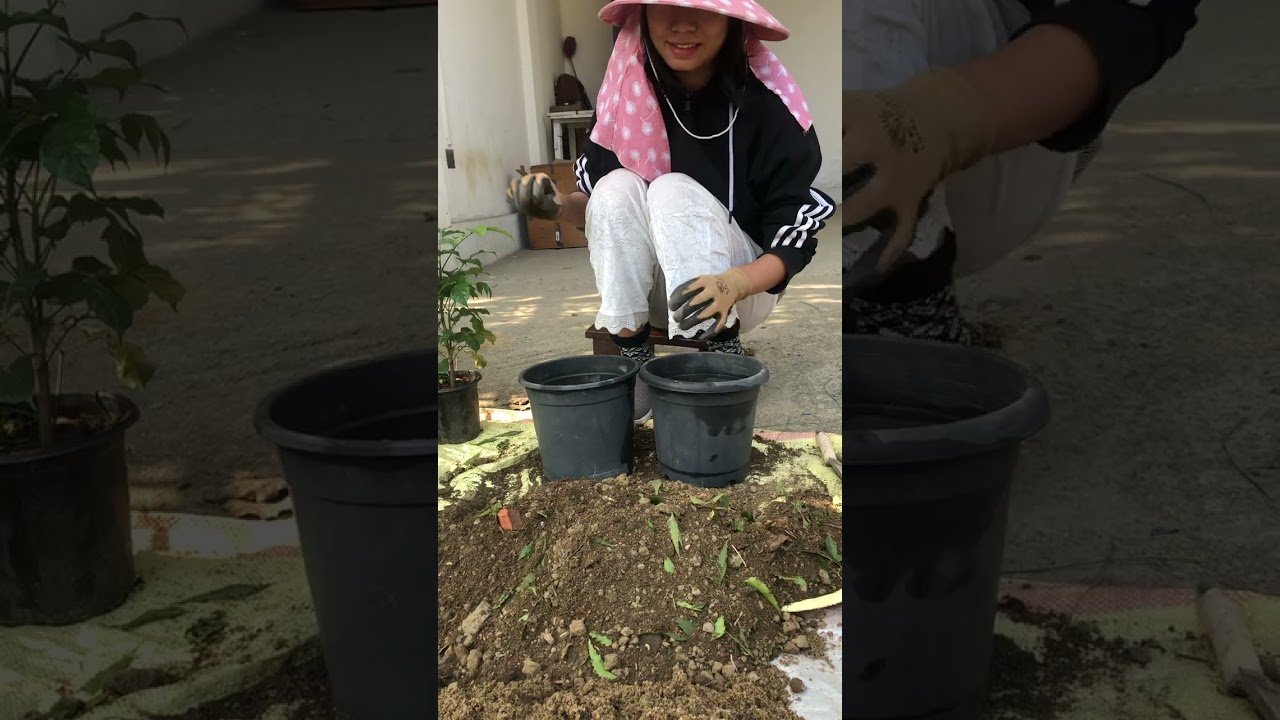 repotting China Doll plant from the nursery 🌱