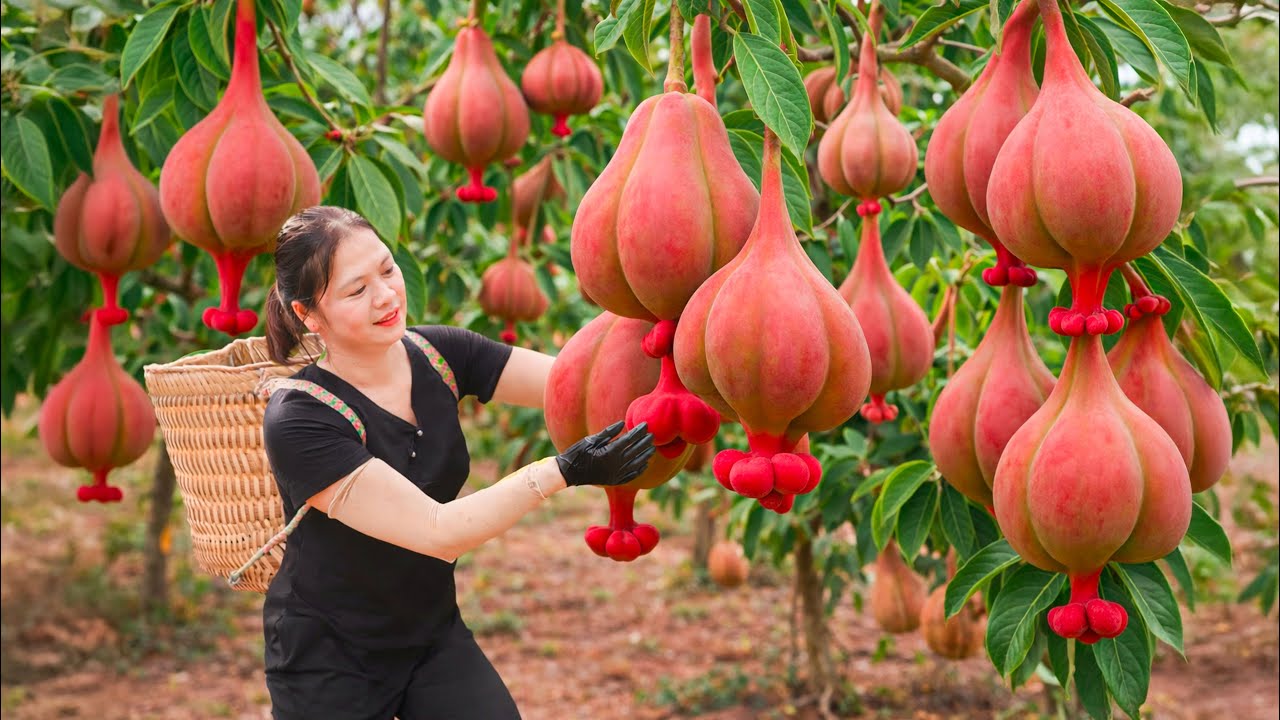 Harvesting Wild Red Sour Plums | Sold Out Instantly at the Village Market