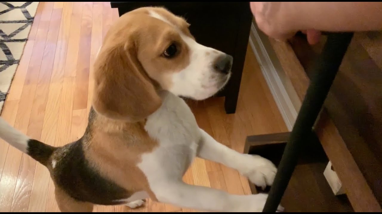 Cute beagle loves finding hidden treats