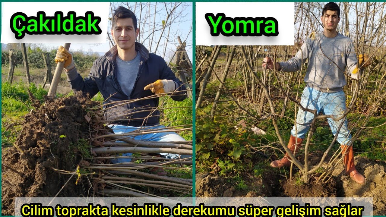 Eski FINDIKLARIMIZIN arasına 5 yaşındaki YOMRA ve ÇAKILDAK fidanlarını DEREKUMULA dikiyoruz..