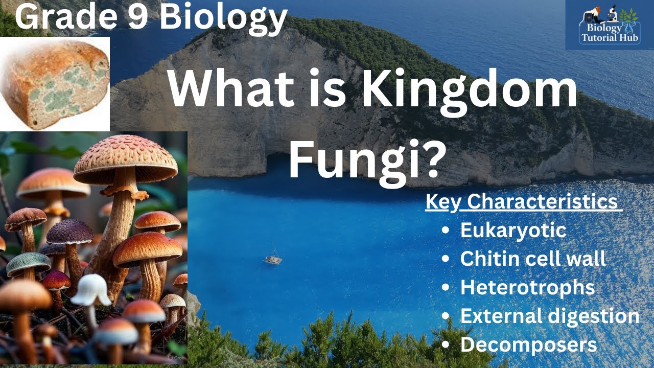 Kingdom Fungi Characteristics and Classification (Grade 9 Biology)