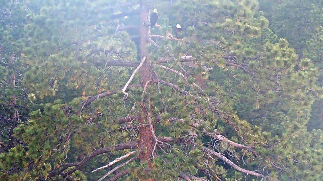 4th of July fireworks 🎆 Jackie and Shadow fly away from the Roost Tree💕🌲Big Bear Eagles 7.4.25