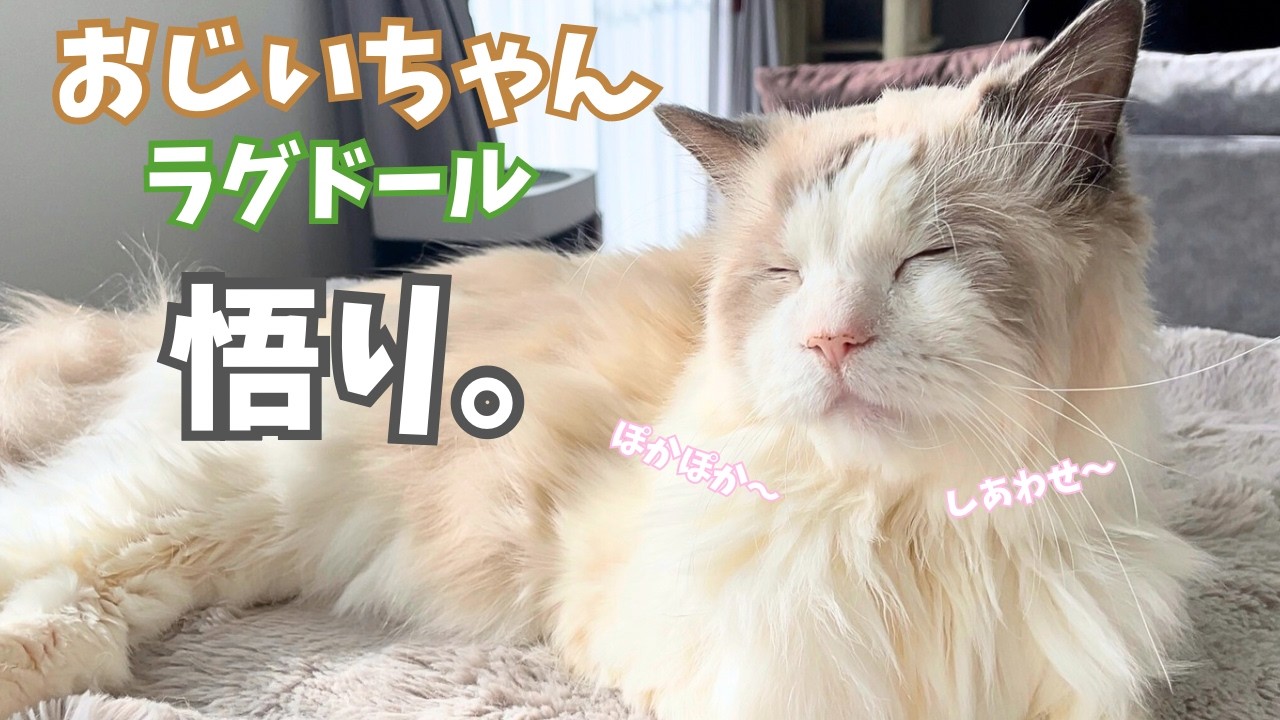 仙人すぎる猫。日向ぼっこが気持ち良すぎた日