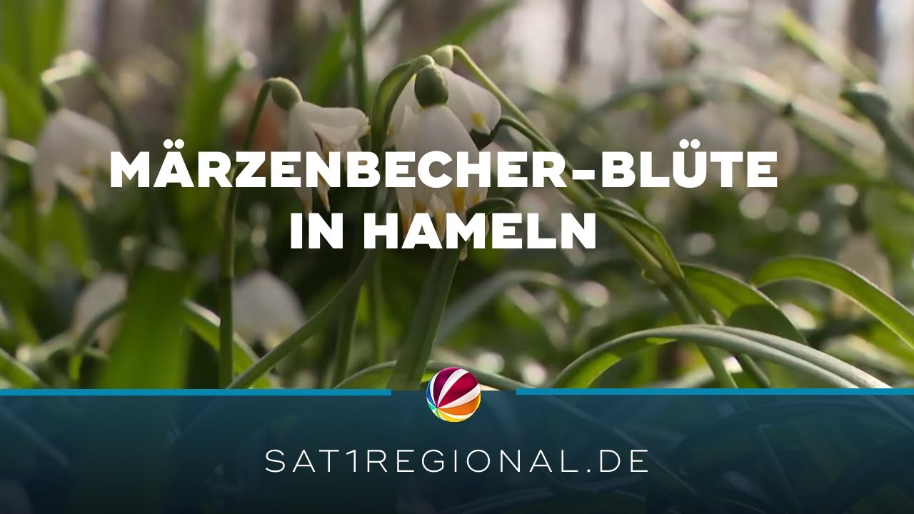 M&auml;rzenbecher-Bl&uuml;te lockt Naturliebhaber nach Hameln