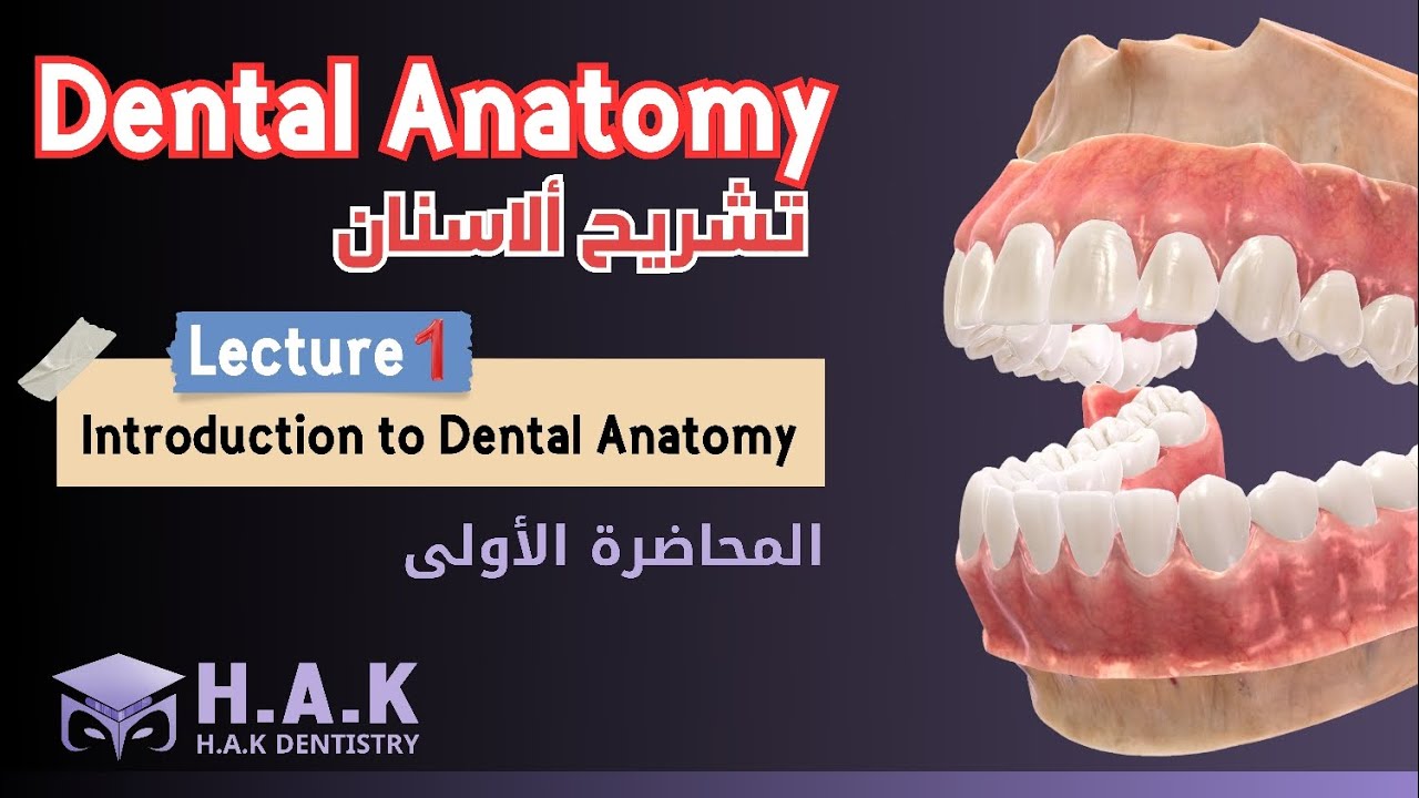 Dental Anatomy || Lec.1 || introduction to Dental Anatomy || طب أسنان مرحلة أولى