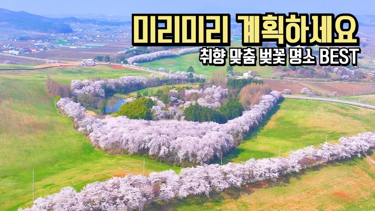 취향 맞춤으로 소개해 드립니다 국내여행 추천 벚꽃 여행지 BEST #국내여행 #여행추천