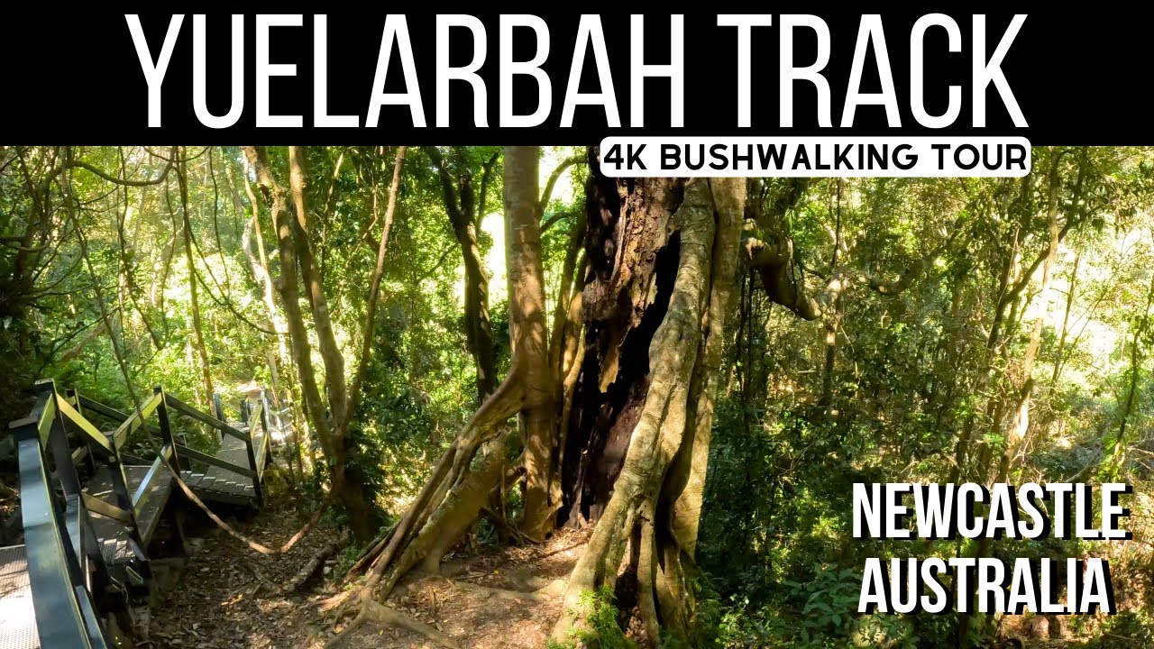 4K 🥾 Yuelarbah Track Walking Tour 🇦🇺 Newcastle Australia