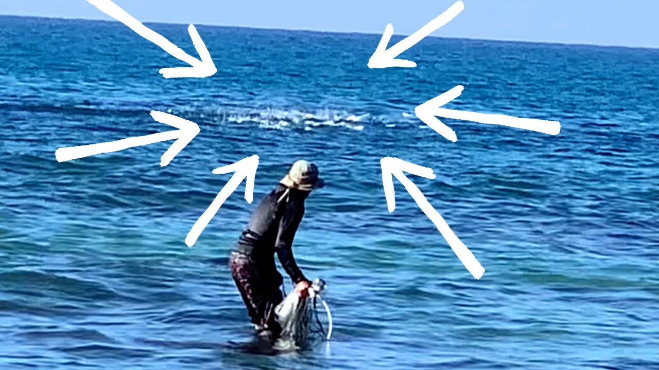 SHOCK!  You MUST see it!  A LARGE flock of FISH jumping OUT of the water
