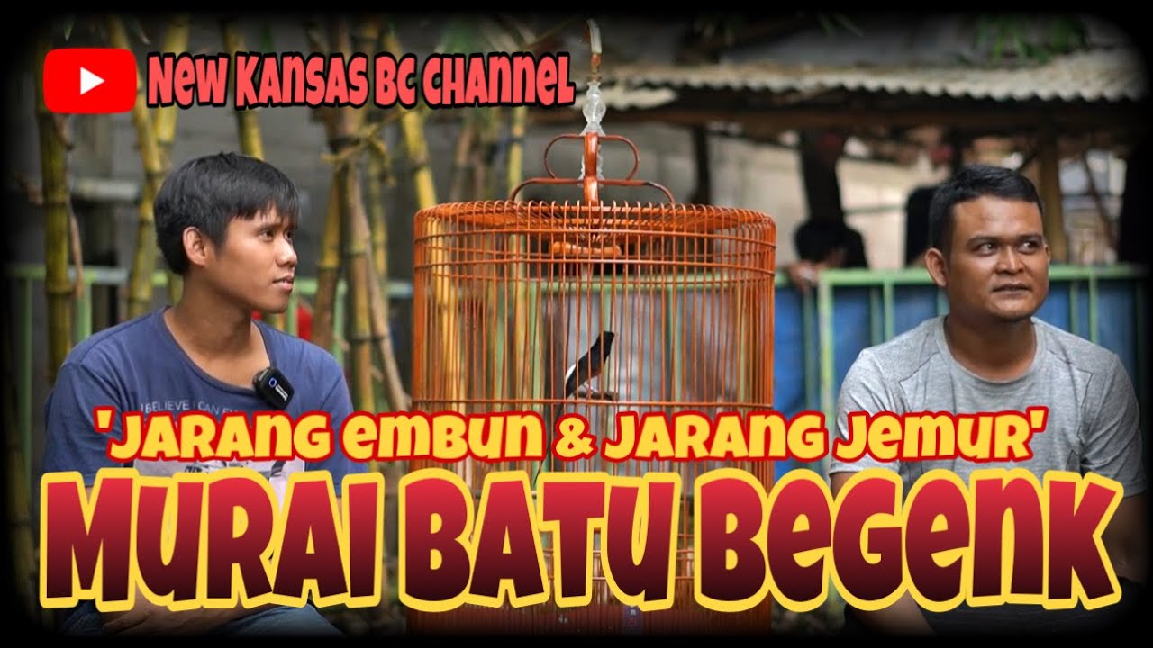 MURAI BATU BEGENK 🔴🔴JARANG PENGEMBUNAN DAN JARANG JEMUR‼️NOMER POJOK MASIH BISA EKSIS✅✅