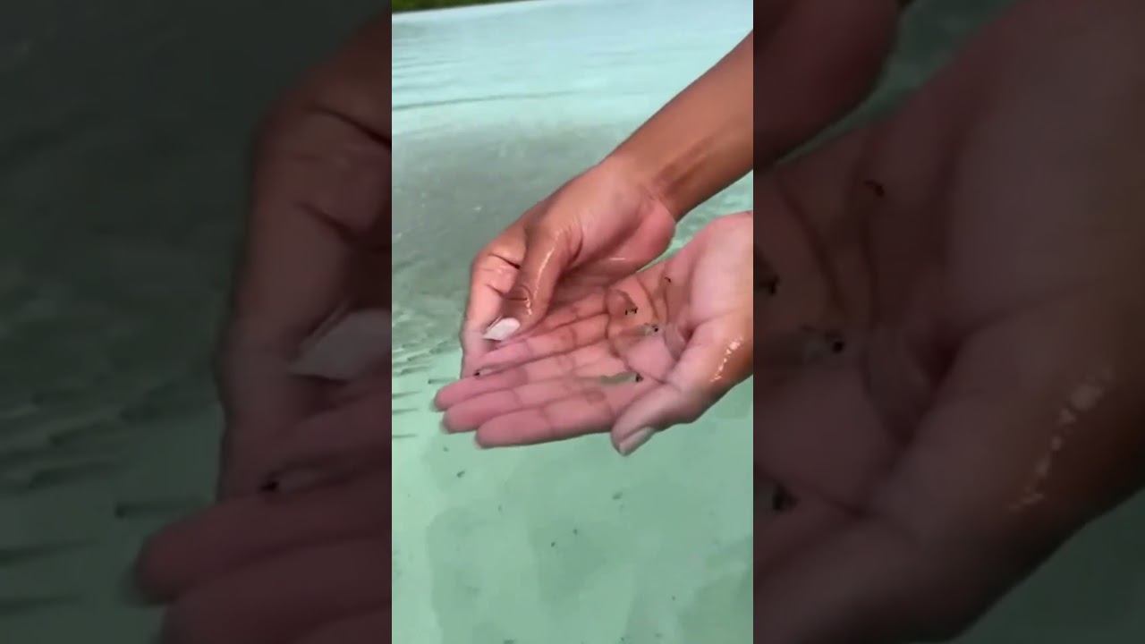 Małe Mojarras z matką