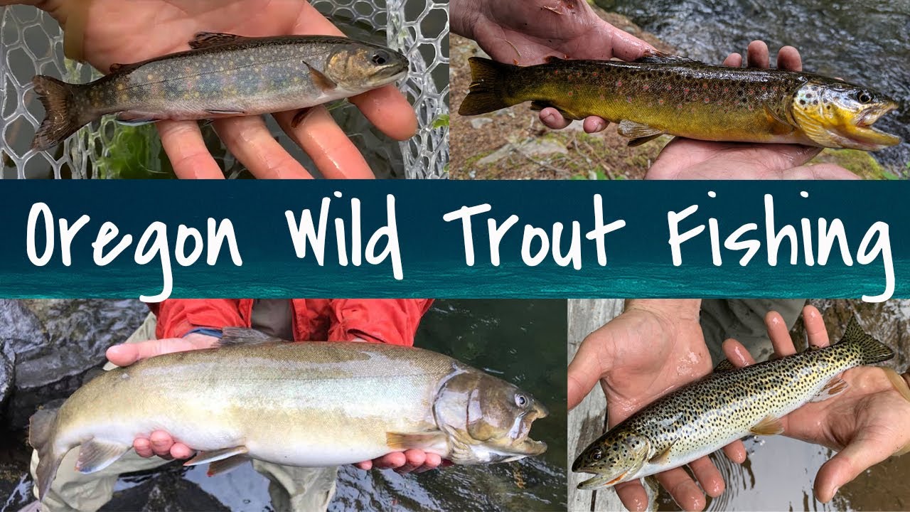 Oregon Wild Trout Fishing: Brook, Brown, Rainbow, Cutthroat, and Bull Trout Territory