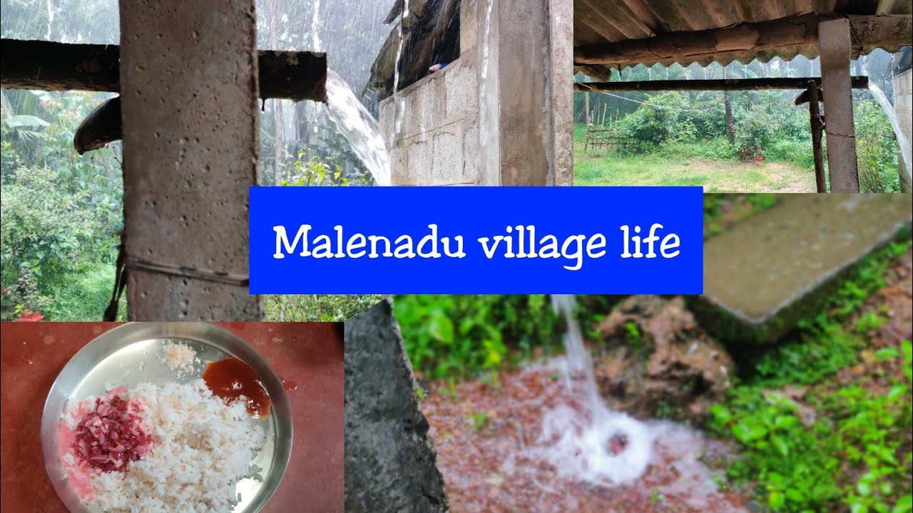ಹಳ್ಳಿಯಲ್ಲಿ ನನ್ನಬೆಳಗ್ಗಿನಿಂದ ಮಧ್ಯಾಹ್ನದವರೆಗಿನ ದಿನಚರಿ|village life|shree's present  daily routine vlog