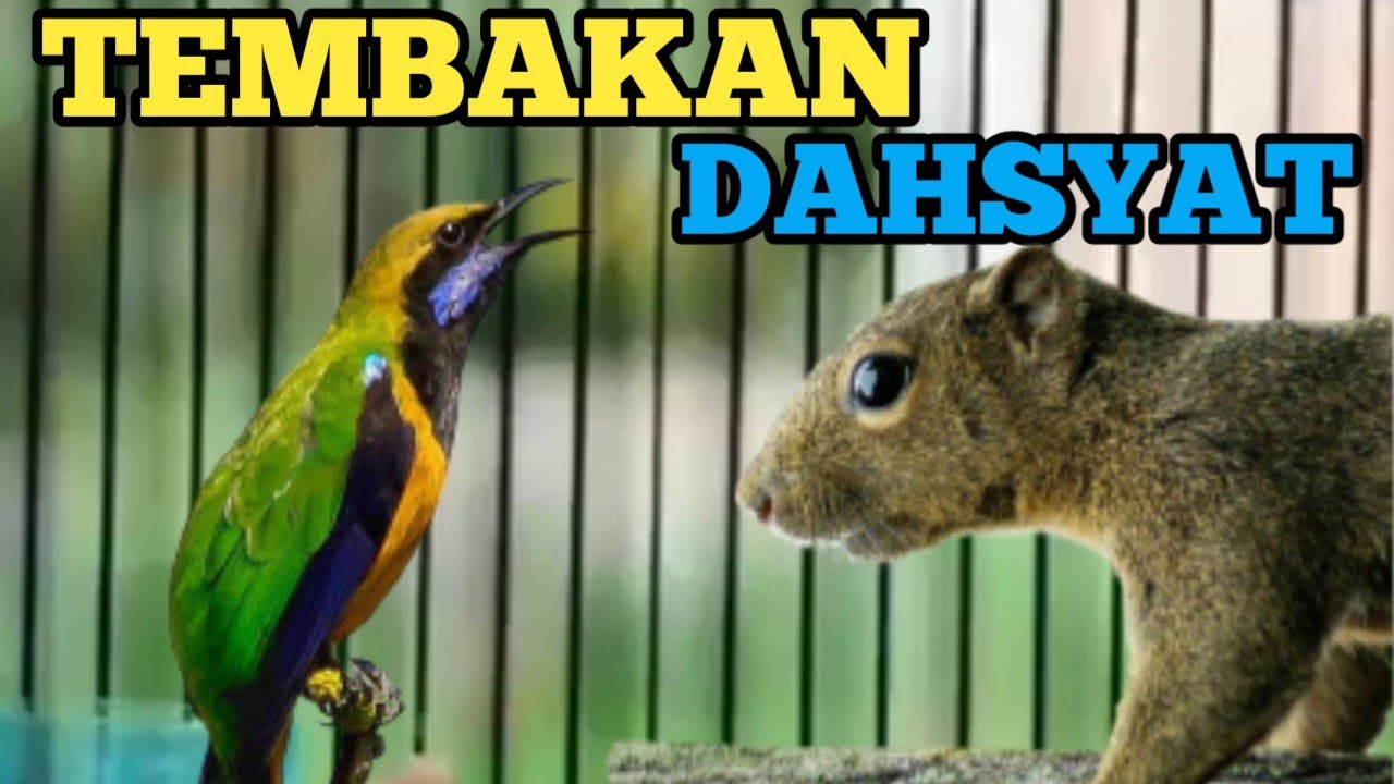 TEMBAKAN DAHSYAT❗❗ CUCAK CUNGKOK ISIAN TUPAI KELAPA