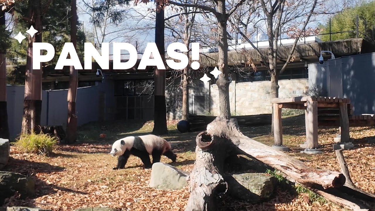 Come with me to see Pandas!