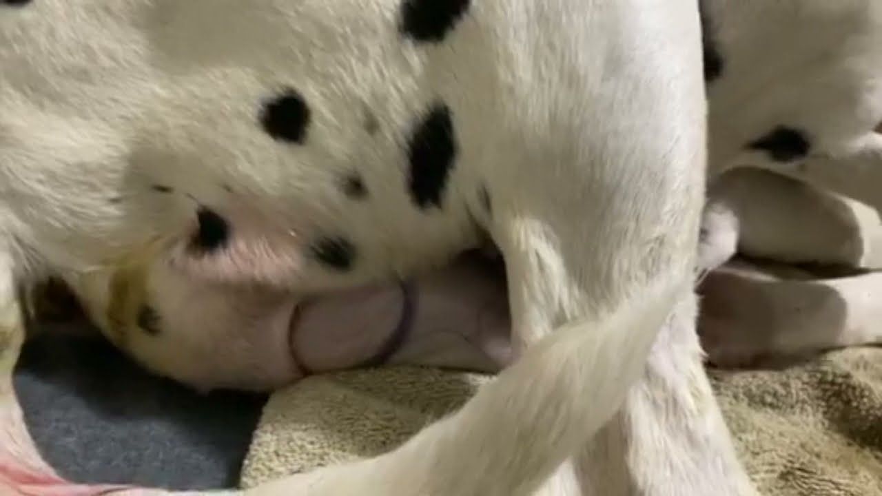 Annie gives birth to 14 puppies (including twins)!!!