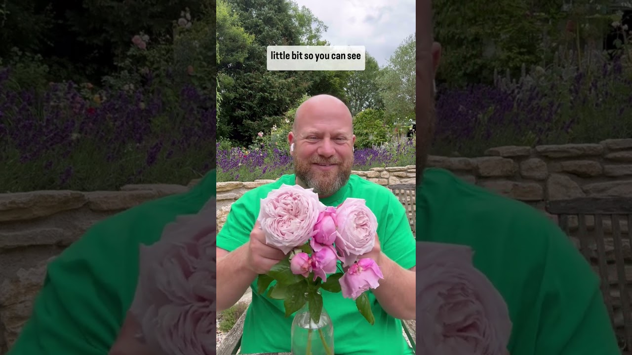 Personal growing review review of Rose “spirit of freedom” from 