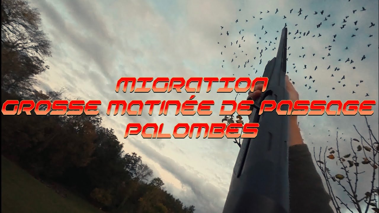 Migration 2025-2026 | Beaucoup de pigeons #Migration