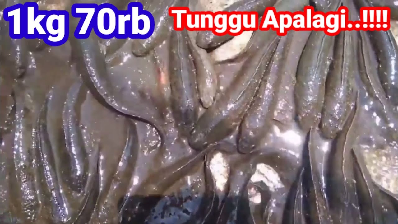 PELUANG USAHA IKAN GABUS DARI AWAL HINGGA PANEN | solusi sukses
