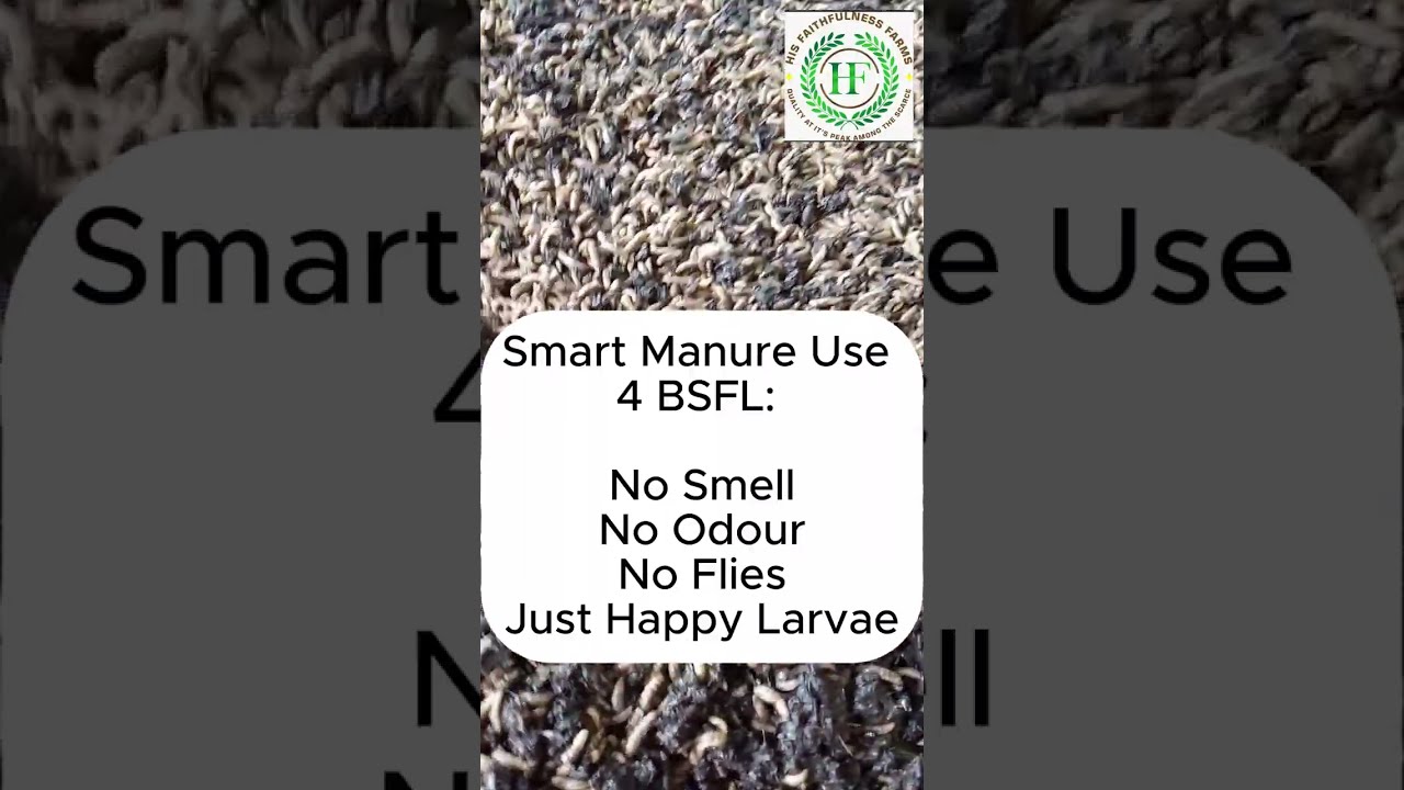 Best Practices for Preventing Odour, Foul Smell, and Houseflies When Using Manures to Feed BSFL #bsf