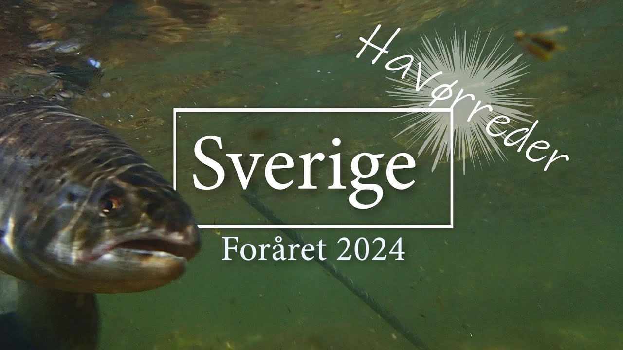 Sverige - Forårs fiskeri efter havørreder