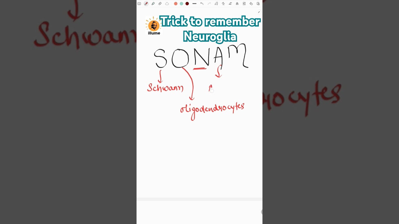 Trick to remember examples of Neuroglia | Schwann cells | Astrocytes | Oligodendrocytes