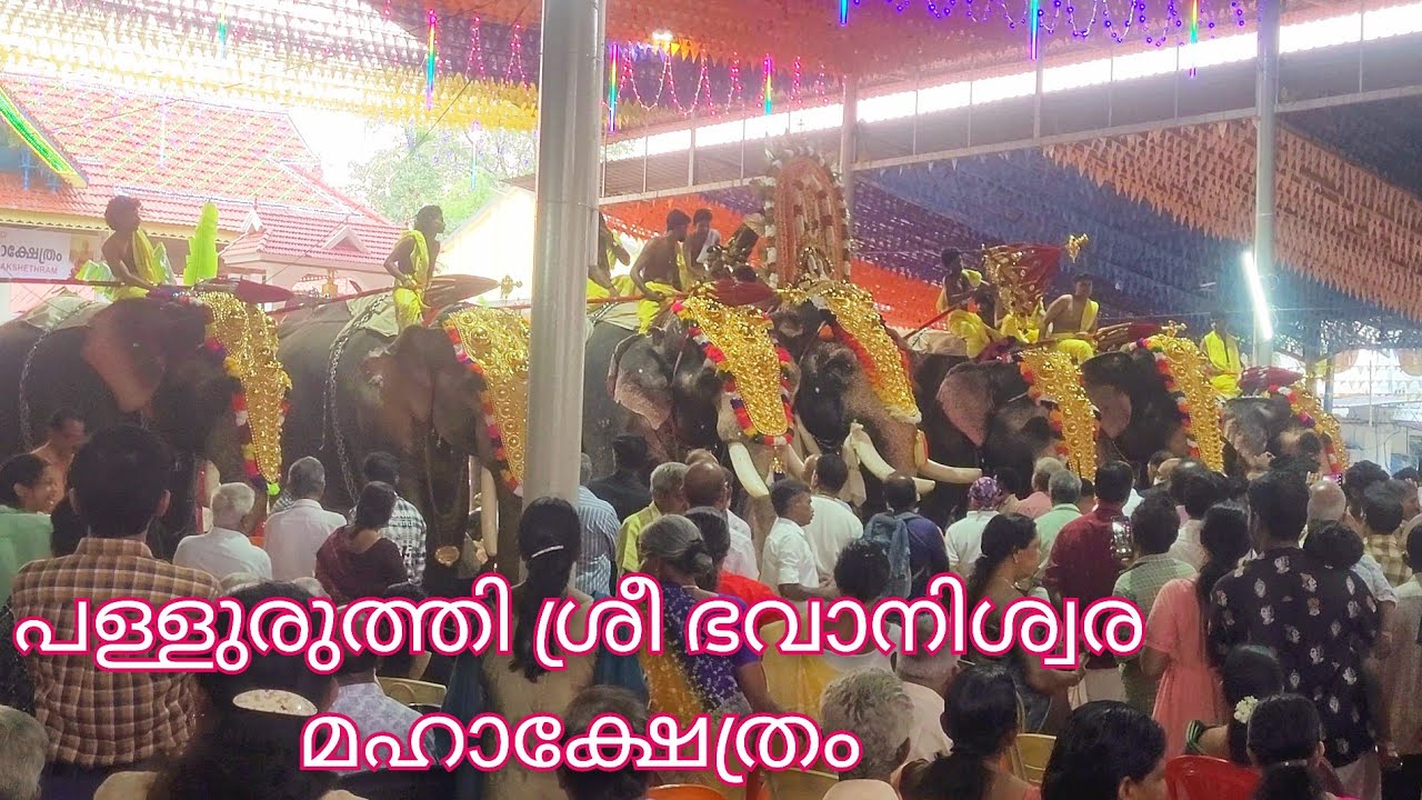 പള്ളുരുത്തി ശ്രീ ഭവാനിശ്വര മഹാക്ഷേത്രത്തിലെ തിരുവുത്സവകാഴ്ചകൾ!!elephant in kerala 2026