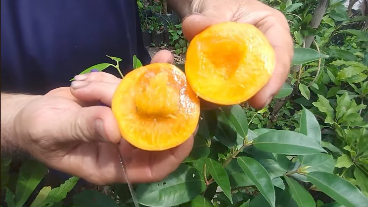 Frutífera nativa produzindo em vaso cambucá ubaia vermelha pitanga preta guamirim cabeludinha vermel