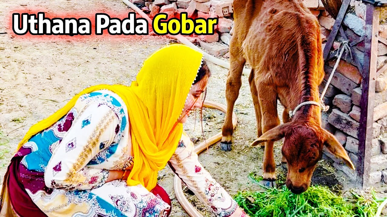खेतो में किया काम or फिर गोबर भी उठाना पड़ा 😳||Aarohi singh vlogs || village ||