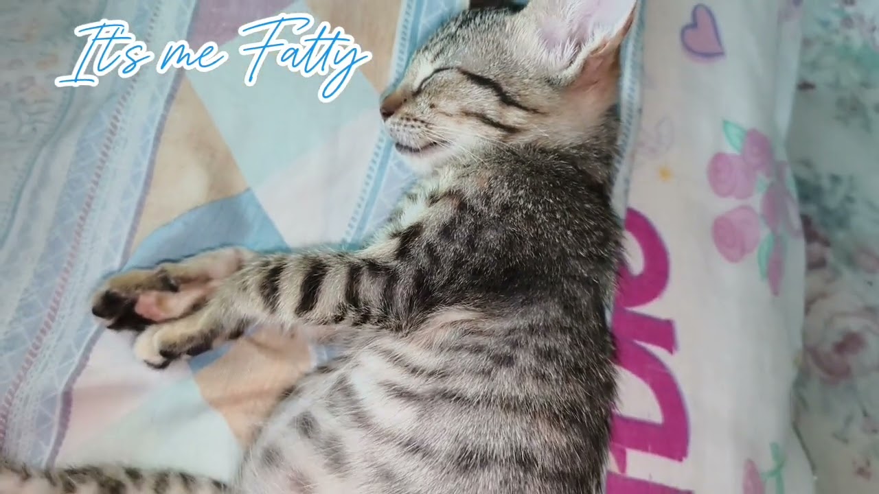 CAT'S COMFORTABLE SLEEPING POSITION | It's me Fatty